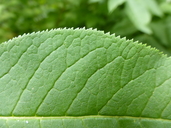 Sambucus racemosa