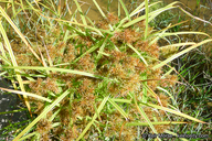 Cyperus odoratus