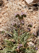 Phacelia integrifolia var. texana