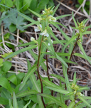 Pedicularis racemosa var. alba