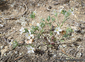 Eriastrum sapphirinum ssp. dasyanthum