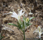 Eriastrum sapphirinum ssp. dasyanthum