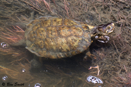 Southern Western Pond Turtle