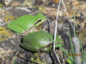 Hyla meridionalis