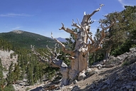 Intermountain Bristlecone Pine