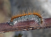 Western Tent Moth caterpillar