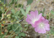 Sidalcea malviflora ssp. asprella
