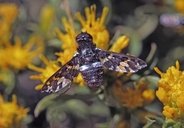Band-winged Bee Fly