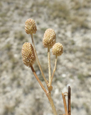 Halerpestes cymbalaria