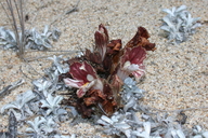 Orobanche californica ssp. grandis