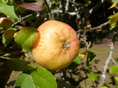 Malus domestica