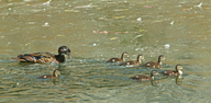 Aix sponsa