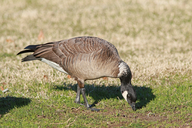 Cackling Goose (aleutian Subspecies)