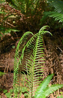 Struthiopteris spicant