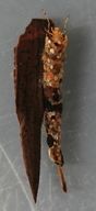 Mystacides alafimbriata