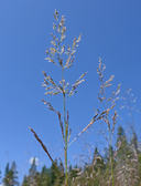 Deschampsia cespitosa ssp. cespitosa