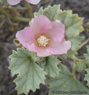 Malvella leprosa