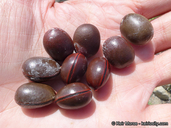 Marah macrocarpa