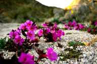 Mimulus bigelovii