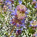Salvia dorrii var. pilosa