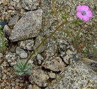 Gilia cana ssp. cana
