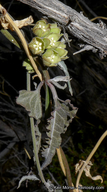 Photo of Funastrum crispum