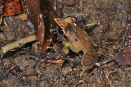 Pseudophilautus folicola
