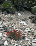 Castilleja applegatei ssp. pinetorum