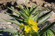 Antirrhinum mohavea