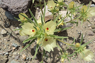 Mohavea confertiflora