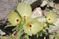 Mohavea confertiflora