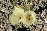Mohavea confertiflora