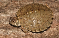 Texas Map Turtle