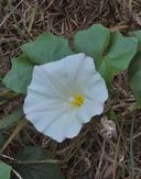 Calystegia purpurata ssp. saxicola