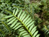 Taxus chinensis