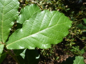 Quercus glabrescens
