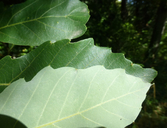 Quercus glandulifera