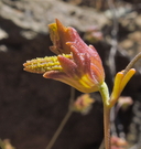 Cordylanthus pringlei