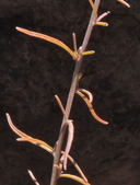 Cordylanthus pringlei