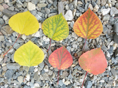 Populus tremuloides