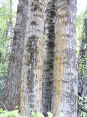 Populus tremuloides