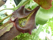 Nepenthes robcantleyi