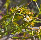 Menodora spinescens var. spinescens