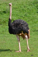 Red-necked Ostrich