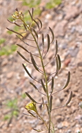 Descurainia pinnata