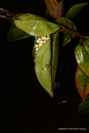 Phyllomedusa ecuatoriana