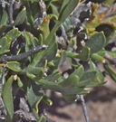 Menodora scabra var. glabrescens