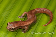 Bolitoglossa helmrichi