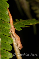 Bolitoglossa helmrichi