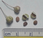 Ceanothus integerrimus